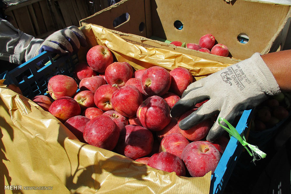 خرید تضمینی سیب درختی درجه ۳ باغداران اهری آغاز شد