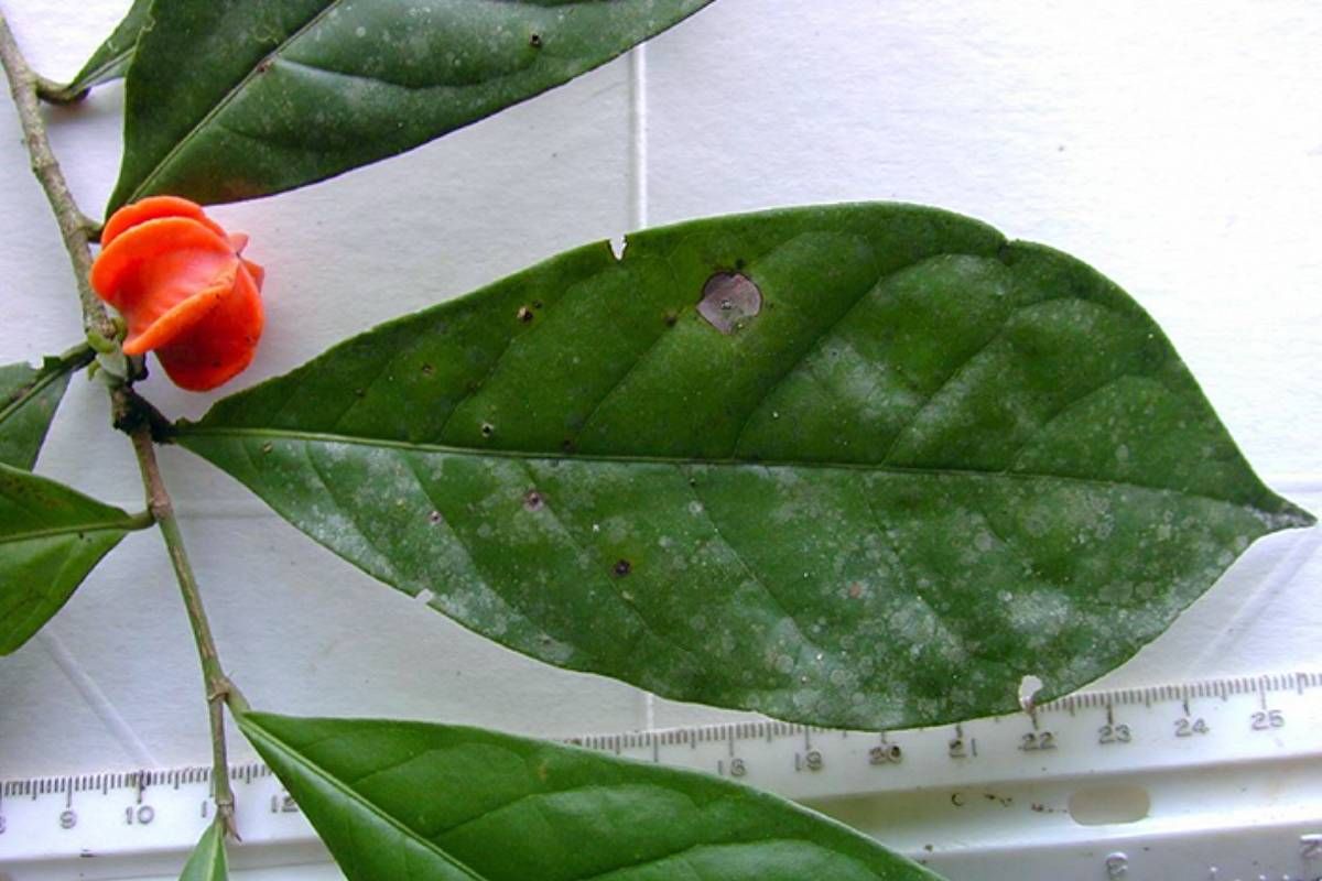 گیاه عجیبی در آمازون پنجاه سال دانشمندان را گیج کرده بود